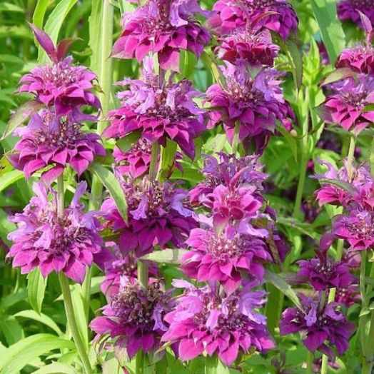 Монарда лимонная (Monarda citriodora) Purplish Lilac, 0,5г семян