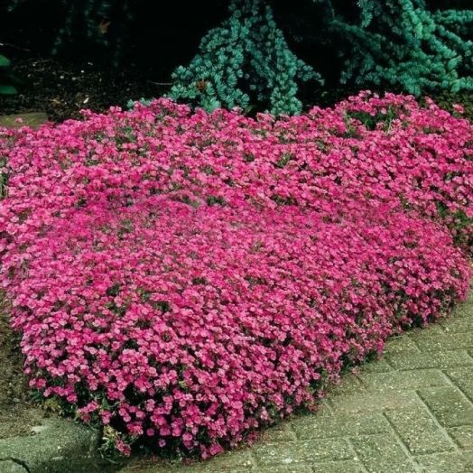 Мыльнянка базиликолистная (Saponaria ocymoides) Rose Carpet, 1г семян