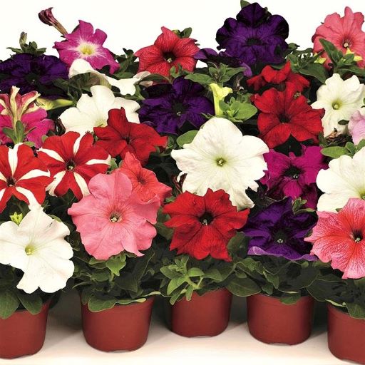 Петуния крупноцветковая (Petunia grandiflora F1) Tango full mixture, 250 драже
