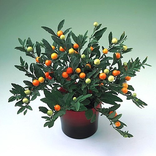 Паслён ложноперечный (Solanum pseudocapsicum) Thurino Light, 50 семян