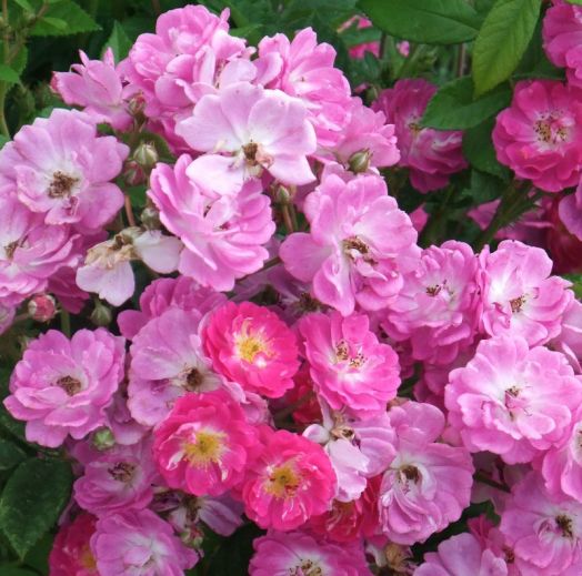 Роза китайская (Rosa chinensis) Angel Wings, 50 семян