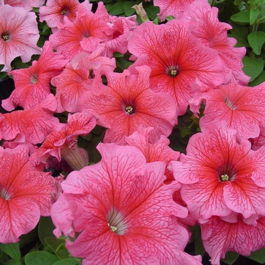 Петуния крупноцветковая (Petunia grandiflora F1) Tango red veined, 250 драже