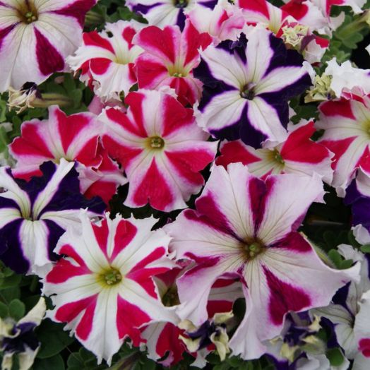 Петуния крупноцветковая (Petunia grandiflora F1) Tango all star mixture, 250 драже
