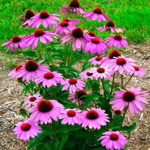 Эхинацея пурпурная (Echinacea purpurea) Red Umbrella, 1г семян