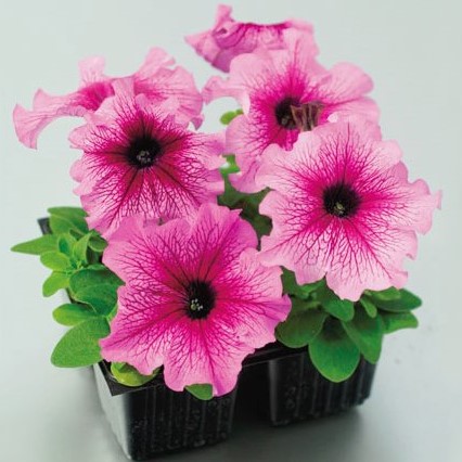 Петуния крупноцветковая (Petunia grandiflora F1) Tango plum, 250 драже