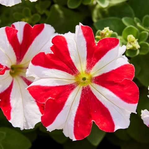 Петуния крупноцветковая (Petunia grandiflora F1) Tango red star, 250 драже