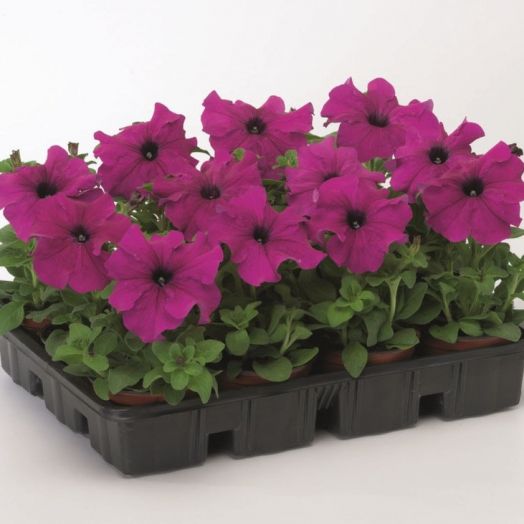 Петуния крупноцветковая (Petunia grandiflora F1) Tritunia Purple, 250 драже