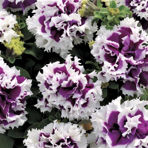 Петуния махровая (Petunia grandiflora F1 double) Pirouette Purple, 250 драже