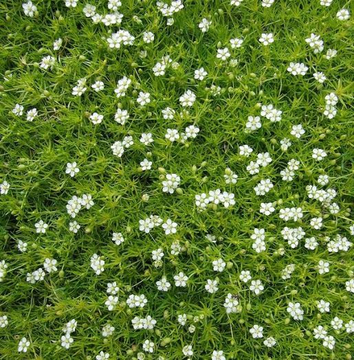 Мшанка шиловидная (Sagina subulata) Puzta, 0,1г семян