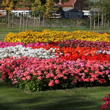 Пеларгония зональная (Pelargonium hortorum F2) Dancer Mix, 10 семян