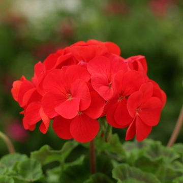 Пеларгония зональная (Pelargonium hortorum F2) Dancer Red, 10 семян