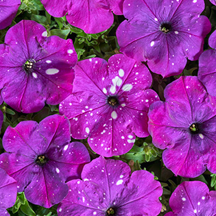 Петуния многоцветковая (Petunia multiflora F1) Дот Стар Дарк Ваилит, 100 драже