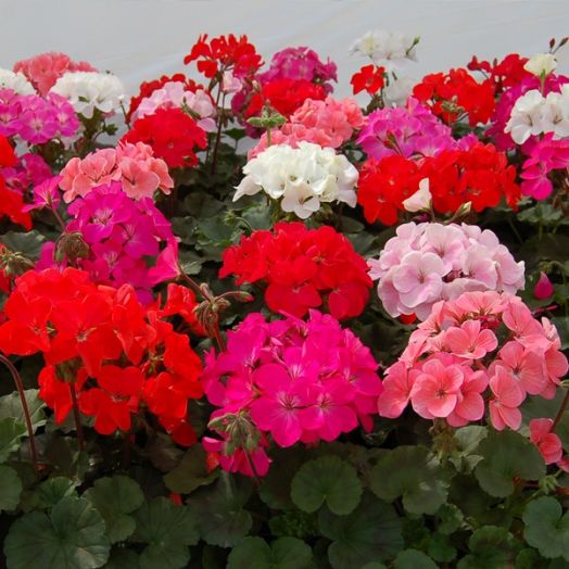 Пеларгония зональная (Pelargonium x hortorum) Nano mixed, 10 семян