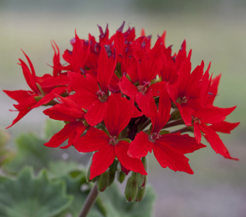 Пеларгония зональная (Pelargonium x hortorum) Quantum Red, 10 семян