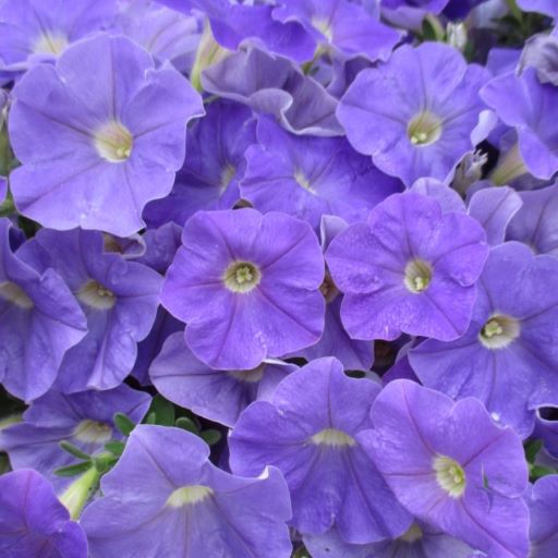 Петуния многоцветковая (Petunia multiflora F1) Carpet Sky Blue, 100 драже