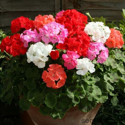 Пеларгония зональная (Pelargonium hortorum F2) Cabaret mix, 10 семян