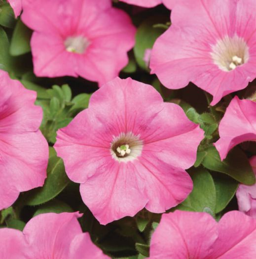 Петуния многоцветковая (Petunia multiflora F1) Carpet Pink, 100 драже