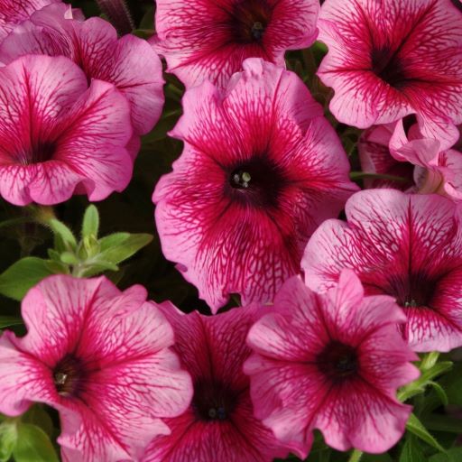 Петуния многоцветковая (Petunia multiflora F1) Carpet Plum, 100 драже