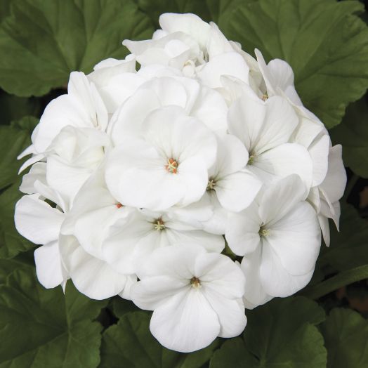 Пеларгония зональная (Pelargonium hortorum F1) Maverick White, 10 семян