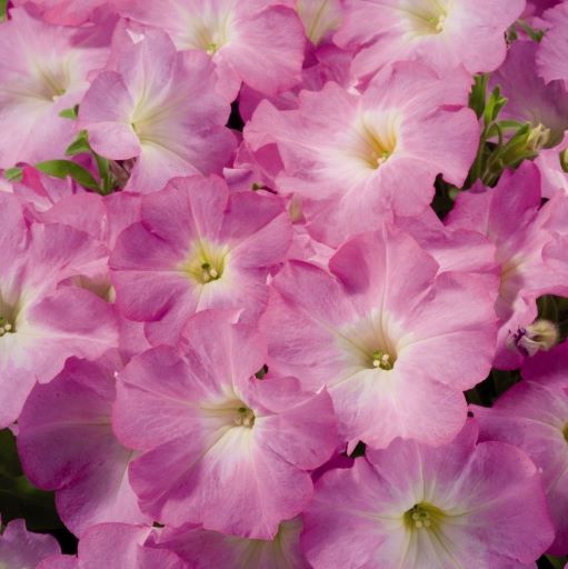 Петуния многоцветковая (Petunia F1 multiflora) Celebrity Lilac Morn, 100 драже