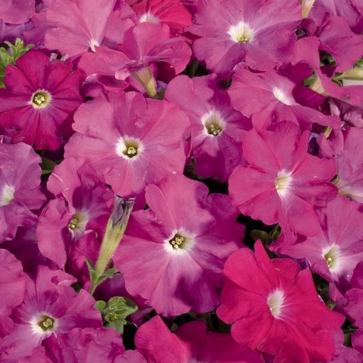Петуния многоцветковая (Petunia F1 multiflora) Celebrity Neon, 100 драже