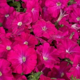 Петуния многоцветковая (Petunia F1 multiflora) Celebrity Carmine, 100 драже