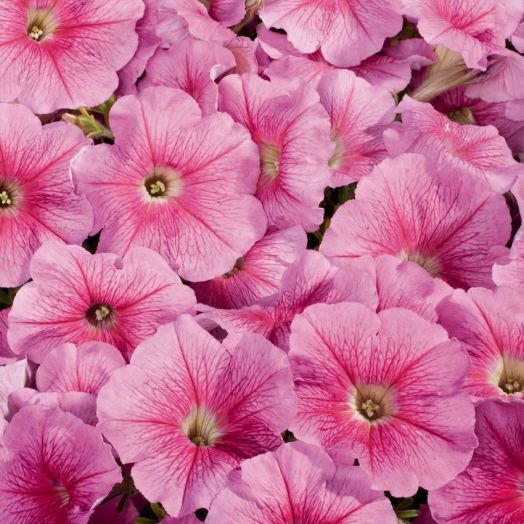 Петуния многоцветковая (Petunia F1 multiflora) Celebrity Strawberry Ice, 100 драже