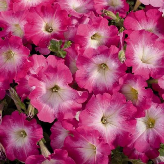 Петуния многоцветковая (Petunia F1 multiflora) Celebrity Pink Morn, 100 драже