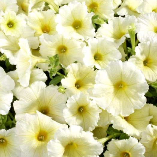 Петуния многоцветковая (Petunia F1 multiflora) Celebrity Yellow, 100 драже