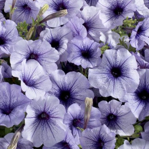 Петуния многоцветковая (Petunia F1 multiflora) Celebrity Blue Ice, 100 драже