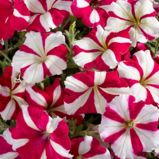 Петуния многоцветковая (Petunia F1 multiflora) Celebrity Rose Star, 100 драже