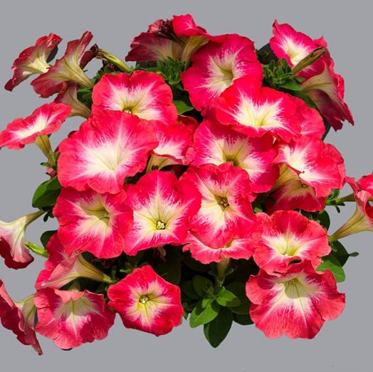 Петуния многоцветковая (Petunia multiflora F1) Mambo red morn, 100 драже