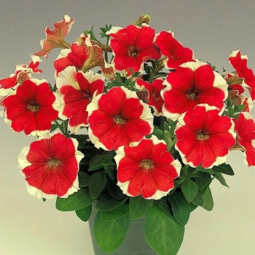 Петуния многоцветковая (Petunia multiflora F1) Merlin Red Picotee, 100 драже