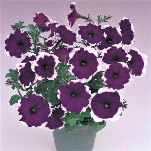 Петуния многоцветковая (Petunia multiflora F1) Merlin Blue Picotee, 100 драже