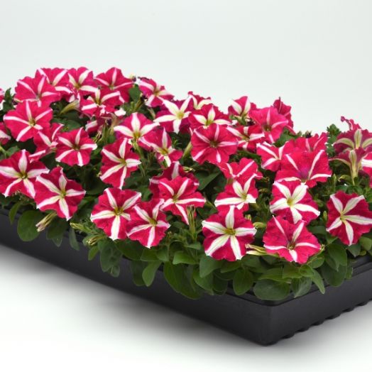 Петуния многоцветковая (Petunia multiflora F1) Mirage Rose Star, 100 драже
