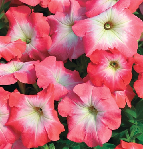Петуния многоцветковая (Petunia multiflora F1) Mirage Salmon Morn, 100 драже