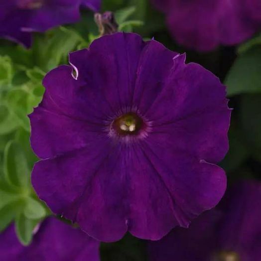 Петуния многоцветковая (Petunia multiflora F1) Mirage Purple, 100 драже