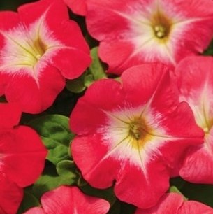 Петуния многоцветковая (Petunia multiflora F1) Mirage Red Morn, 100 драже