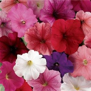 Петуния многоцветковая (Petunia multiflora F1) Mirage Mix, 100 драже