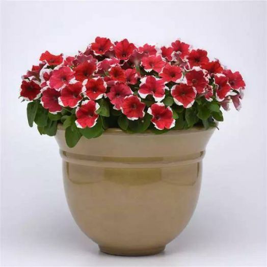 Петуния многоцветковая (Petunia multiflora F1) Mirage Red Picotee, 100 драже