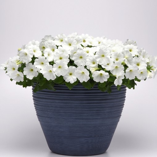 Петуния многоцветковая (Petunia multiflora F1) Mirage White, 100 драже