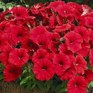 Петуния многоцветковая (Petunia multiflora F1) Mirage Red, 250 драже