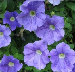 Петуния многоцветковая (Petunia multiflora F1) Mirage Light Blue, 100 драже