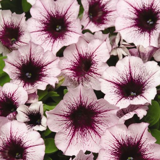 Петуния многоцветковая (Petunia multiflora F1) Mirage Plum Crystal, 100 драже