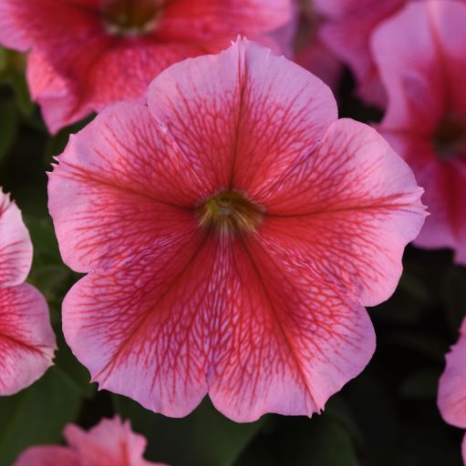 Петуния многоцветковая (Petunia multiflora F1) Mirage Summer, 100 драже
