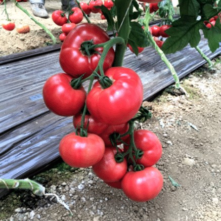 Томат индетерминантный ПИНК ПАРАДАЙЗ F1, 500 семян