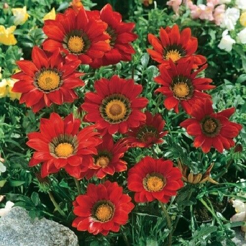 Гацания жестковатая (Gazania rigens F1) Gazoo Red with Ring, 100шт семян