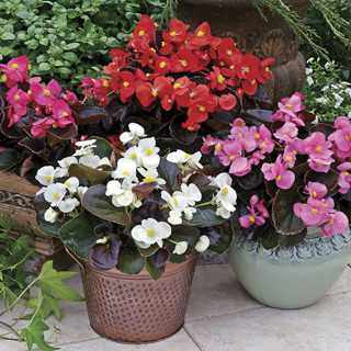 Бегония вечноцветущая (Begonia semperflorens) Bada Boom Mix, 250 драже