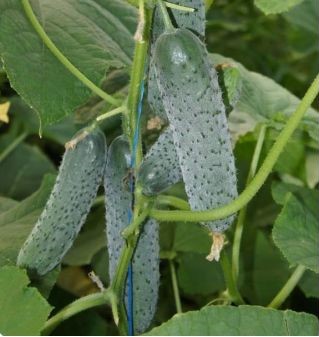 Огурец партенокарпический Уран F1, 50шт семян