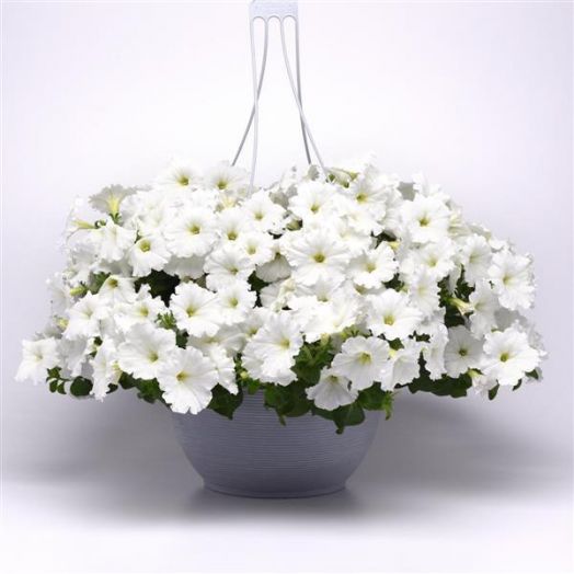 Петуния ампельная (Petunia trayling F1) Easy Wave White, 50 драже